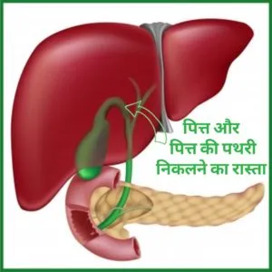 पित्त की थैली का चित्र